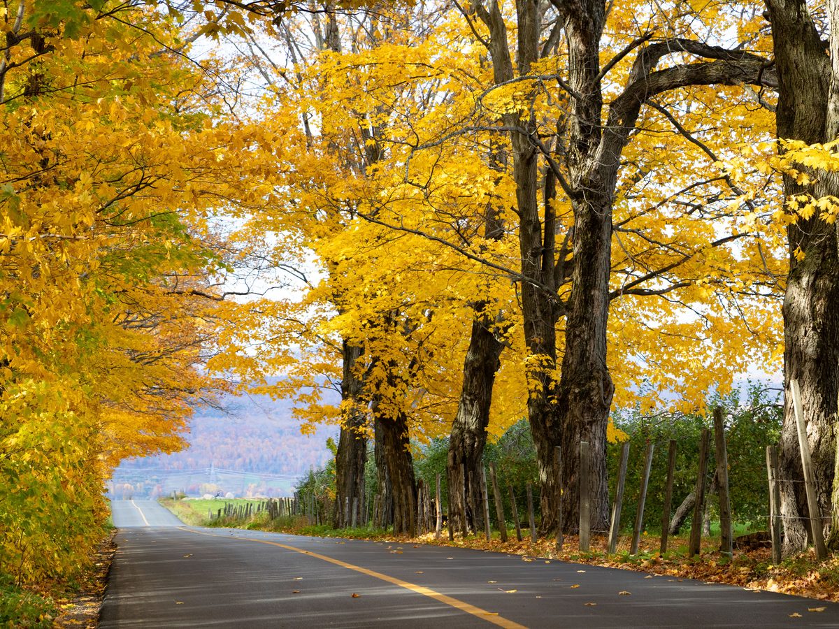 13. Two-lane road under a gold canopy beside a lake. Sunlit, unmistakably Québec autumn.